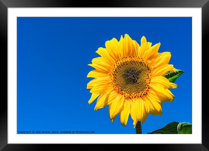 Golden Sunflower in the Summer Sky Framed Mounted Print by Alex Winter