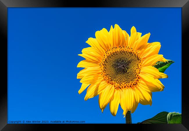 Golden Sunflower in the Summer Sky Framed Print by Alex Winter