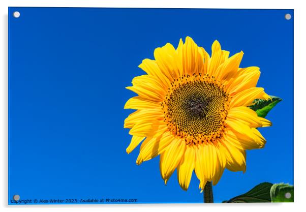 Golden Sunflower in the Summer Sky Acrylic by Alex Winter