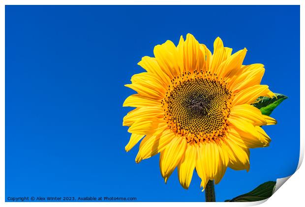 Golden Sunflower in the Summer Sky Print by Alex Winter