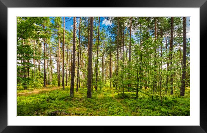 Idyllic view of pine tree forest Framed Mounted Print by Alex Winter