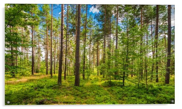 Idyllic view of pine tree forest Acrylic by Alex Winter