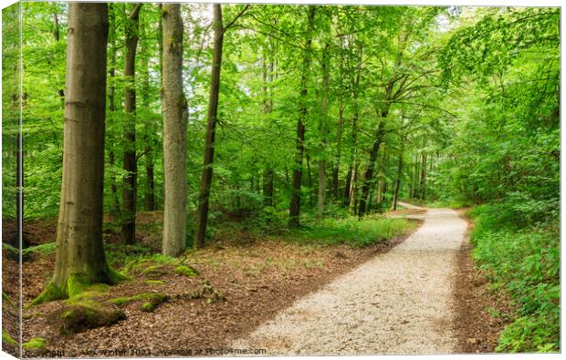 Walkway in forest Pathway Canvas Print by Alex Winter