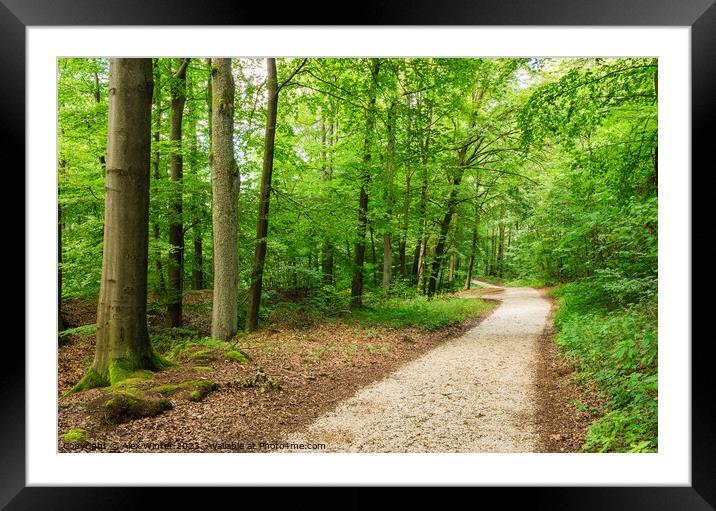 Walkway in forest Pathway Framed Mounted Print by Alex Winter
