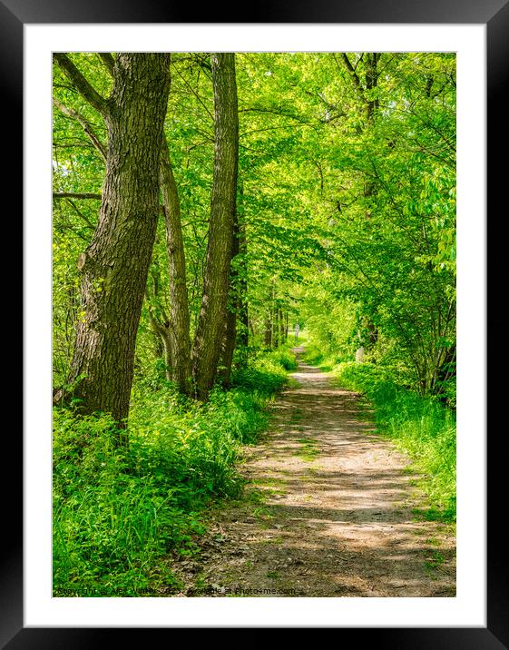 Idyllic sunny forest path Framed Mounted Print by Alex Winter