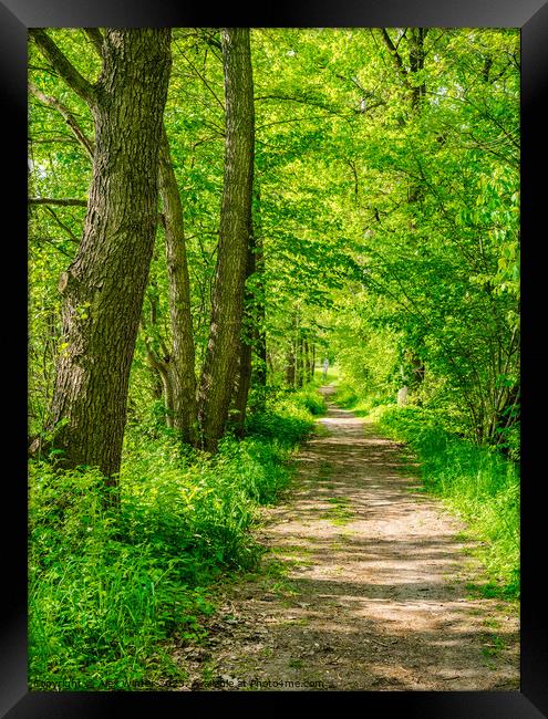 Idyllic sunny forest path Framed Print by Alex Winter
