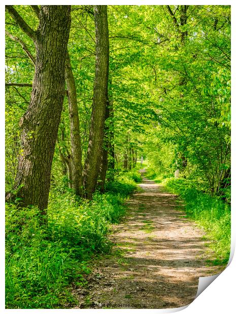 Idyllic sunny forest path Print by Alex Winter
