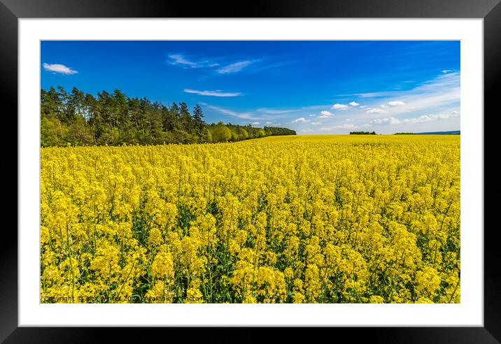 Cultivated canola land yellow flowers at spring Framed Mounted Print by Alex Winter