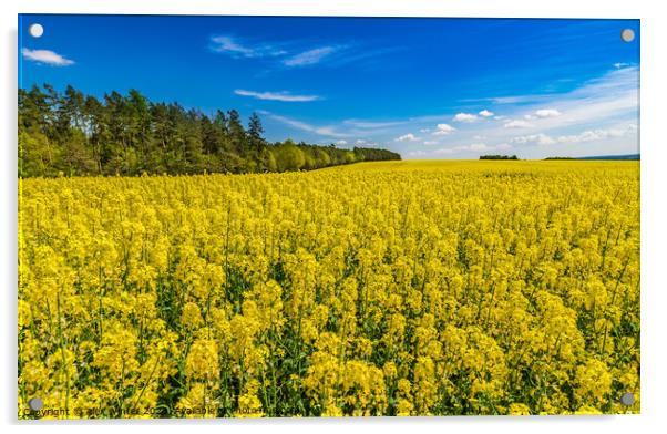 Cultivated canola land yellow flowers at spring Acrylic by Alex Winter