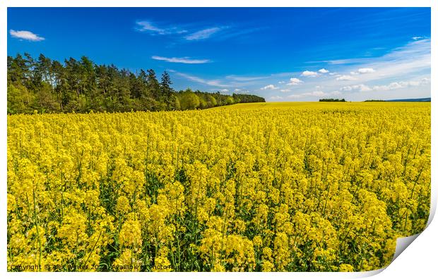 Cultivated canola land yellow flowers at spring Print by Alex Winter