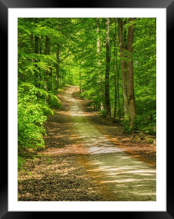 Beautiful track Tranquil forest walk Framed Mounted Print by Alex Winter