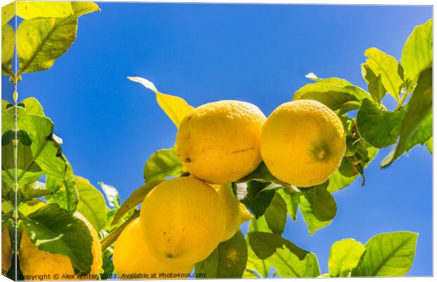 Lemon tree with ripe yellow fruit Canvas Print by Alex Winter