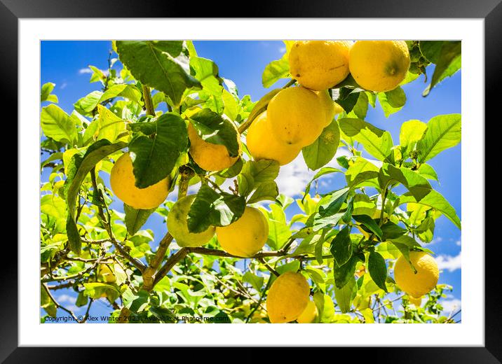 Ripe yellow lemon fruits Framed Mounted Print by Alex Winter
