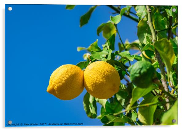 Organic lemon fruits Acrylic by Alex Winter