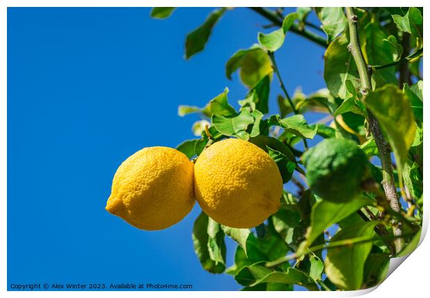 Organic lemon fruits Print by Alex Winter