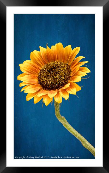 Sunflower Framed Mounted Print by Gary Blackall