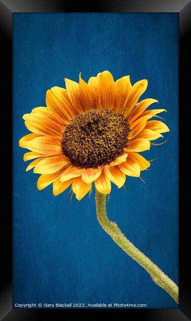 Sunflower Framed Print by Gary Blackall