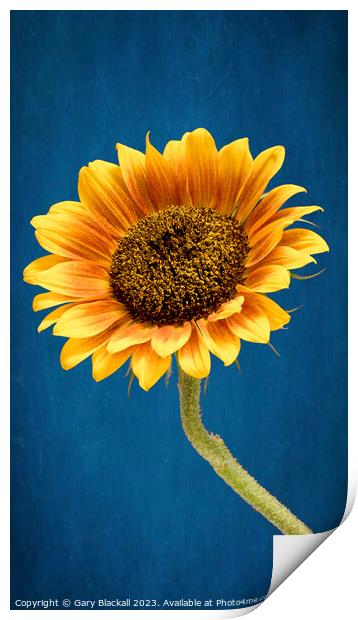 Sunflower Print by Gary Blackall