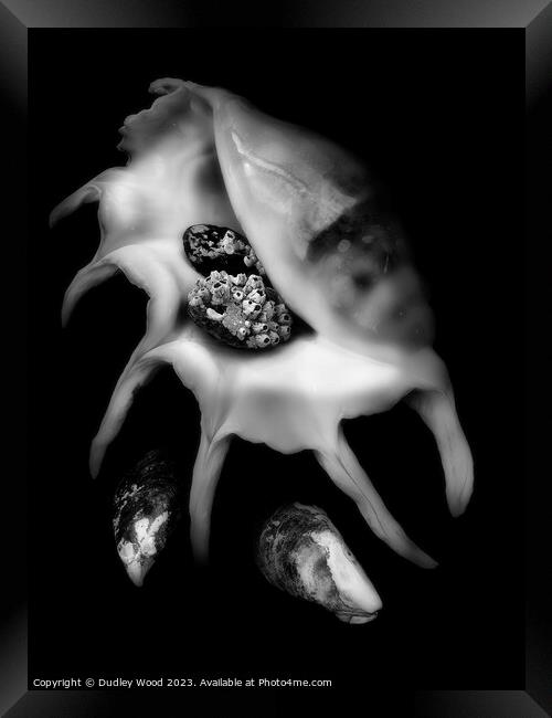 Mystical Monochrome Sea Shell Framed Print by Dudley Wood
