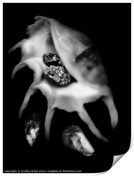 Mystical Monochrome Sea Shell Print by Dudley Wood