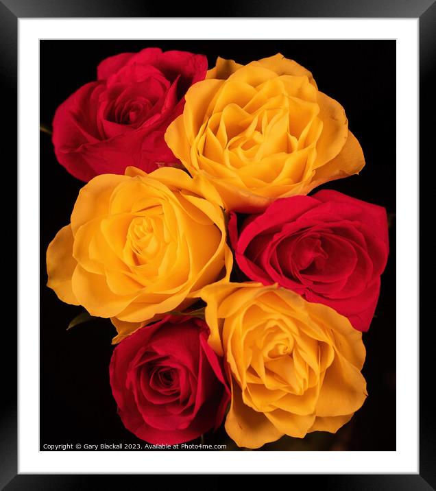 Say it with Roses Framed Mounted Print by Gary Blackall
