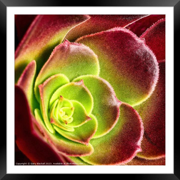 Aeonium also known as the tree houseleek Framed Mounted Print by Gary Blackall