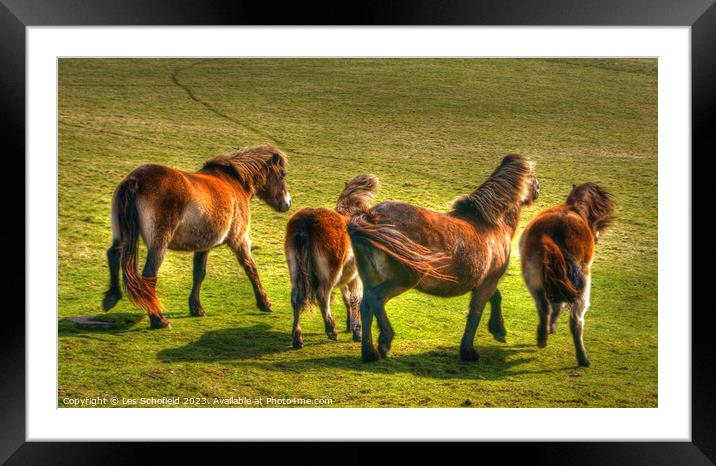 Exmoor Ponies  Framed Mounted Print by Les Schofield