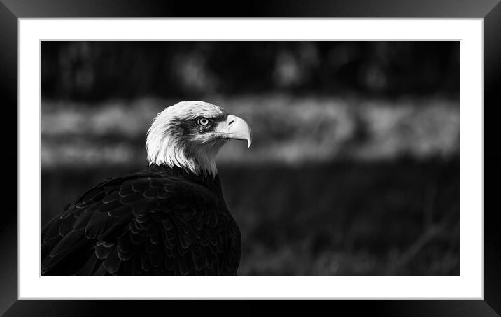 Black and White Bald Eagle Framed Mounted Print by Christopher Stores