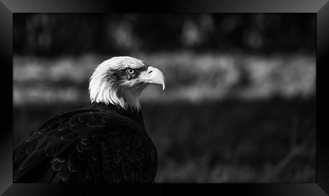 Black and White Bald Eagle Framed Print by Christopher Stores