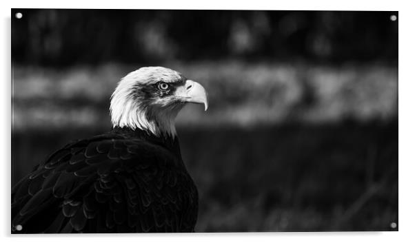 Black and White Bald Eagle Acrylic by Christopher Stores