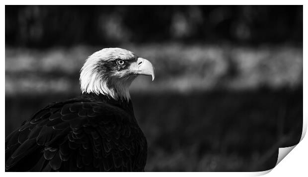 Black and White Bald Eagle Print by Christopher Stores