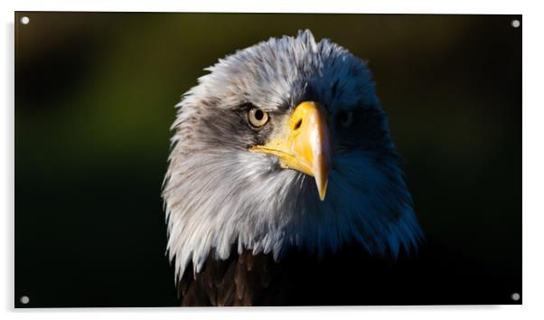 Bald Eagle Acrylic by Christopher Stores