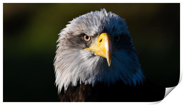 Bald Eagle Print by Christopher Stores