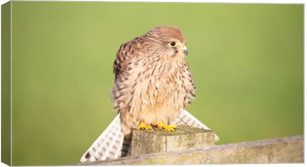 Kestrel on a post in the sunshine Canvas Print by Christopher Stores