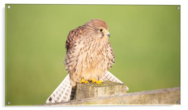 Kestrel on a post in the sunshine Acrylic by Christopher Stores
