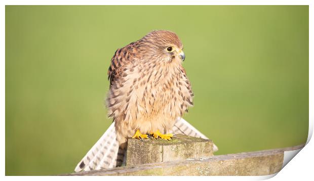 Kestrel on a post in the sunshine Print by Christopher Stores