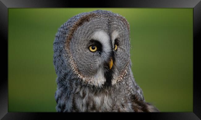 Great Grey Owl Framed Print by Christopher Stores