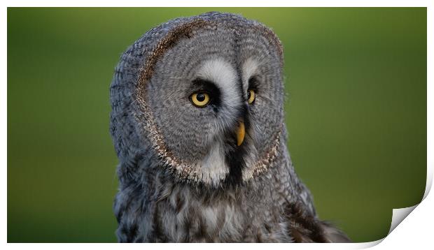 Great Grey Owl Print by Christopher Stores