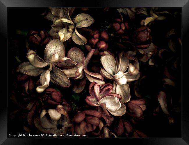 dark flowers Framed Print by Jo Beerens