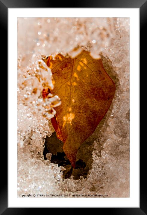 Cold Gold Leaf Framed Mounted Print by STEPHEN THOMAS