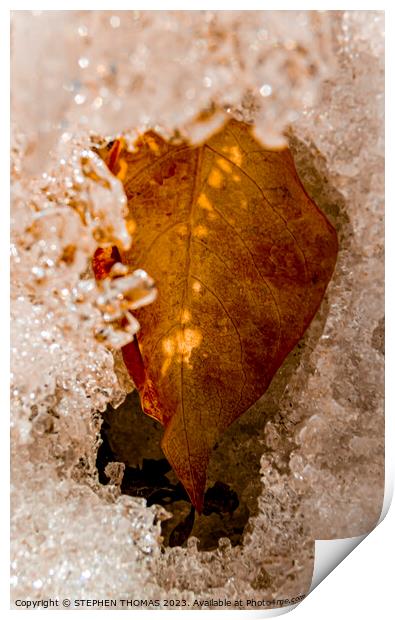 Cold Gold Leaf Print by STEPHEN THOMAS