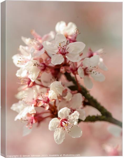 spring blossom  Canvas Print by Simon Johnson
