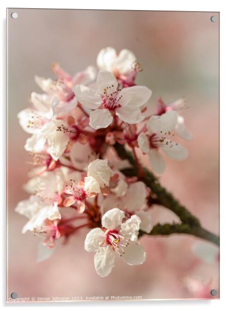 spring blossom  Acrylic by Simon Johnson
