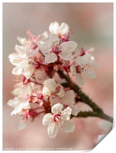 spring blossom  Print by Simon Johnson