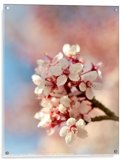 Spring Blossom  Acrylic by Simon Johnson