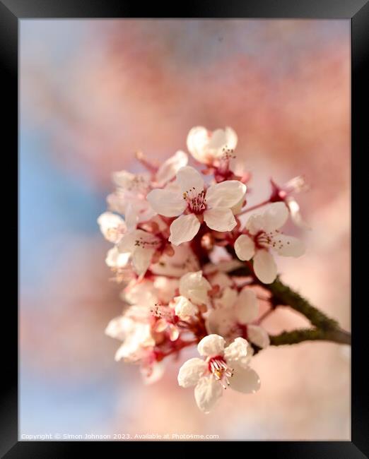 Spring Blossom  Framed Print by Simon Johnson