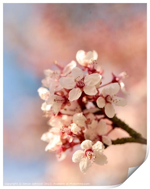 Spring Blossom  Print by Simon Johnson