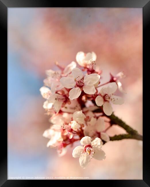 Blossom  Framed Print by Simon Johnson