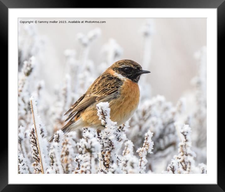 Frosty Morning Stonechat Framed Mounted Print by tammy mellor