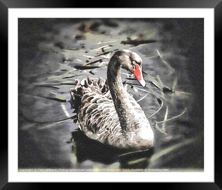 Black Swan Framed Mounted Print by Tony Williams. Photography email tony-williams53@sky.com